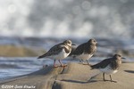 Black & Rudy Turnstone