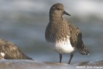 Black Turnstone