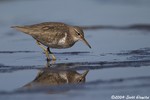 Spotted Sandpiper