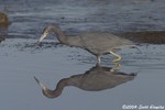 Little Blue Heron