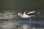 American Avocet