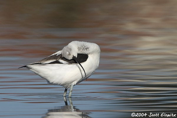 American Avocet