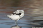 American Avocet