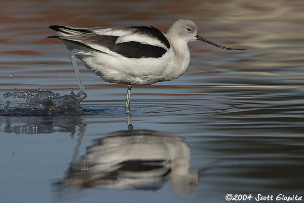 American Avocet