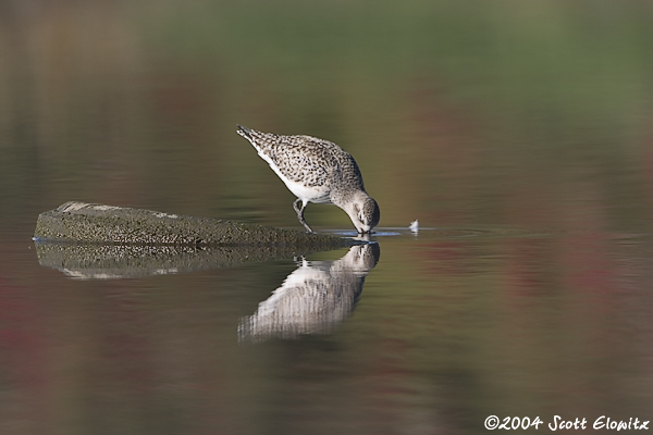 Black-bellied Plover