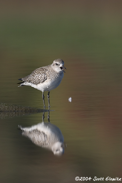 Black-bellied Plover