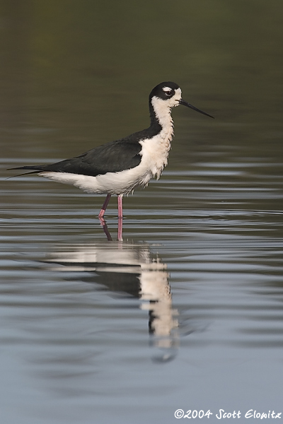 Black-necked Stilt