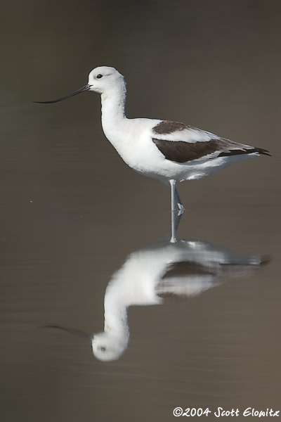 American Avocet