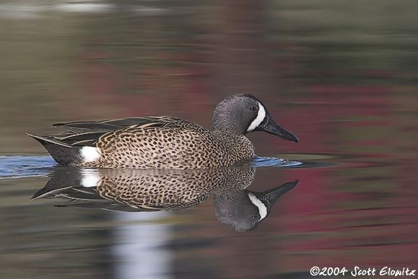 Blue-winged Teal