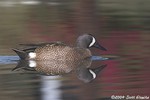 Blue-winged Teal