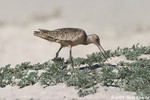 Marbled Godwit