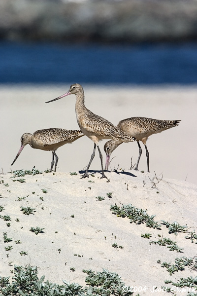 Marbled Godwit
