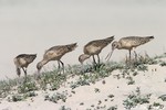 Marbled Godwit