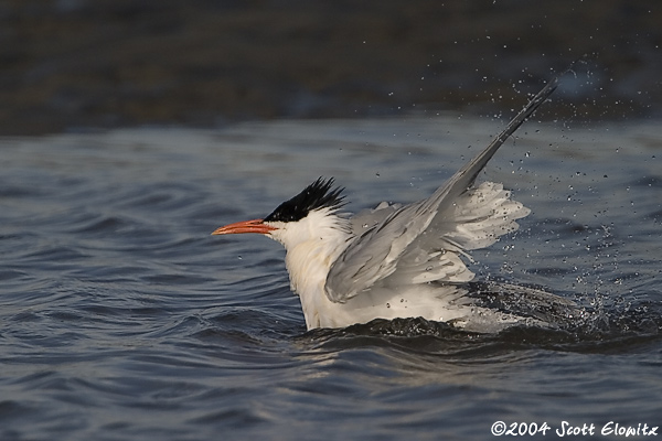 Elegant Tern