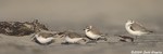 Snowy Plover & Sanderling & Semipalmated Sandpiper
