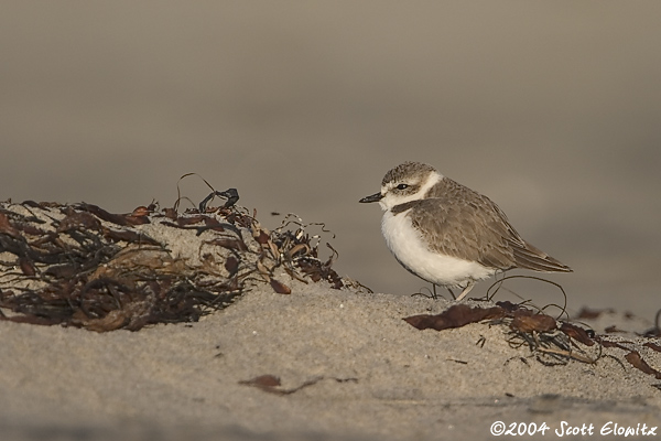 Snowy Plover