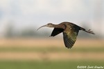 White-faced Ibis