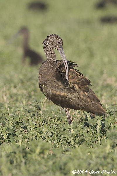 White-faced Ibis