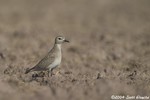 Mountain Plover