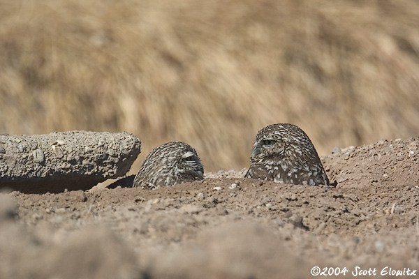 Burrowing Owls