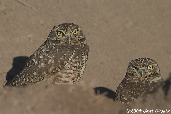 Burrowing Owls