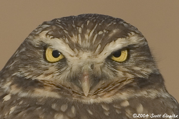 Burrowing Owl