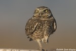 Burrowing Owl