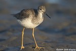 Greater Yellowlegs