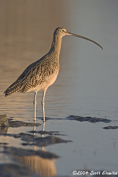 Long-billed Curlew