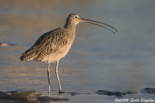 Long-billed Curlew