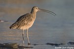 Long-billed Curlew