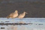 Whimbrel & Long-billed Curlew 