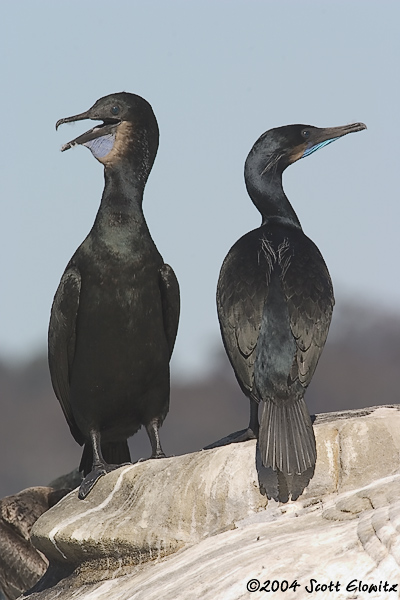 Brandt's Cormorant