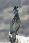 Brandt's Cormorant