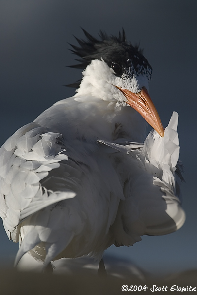 Royal Tern