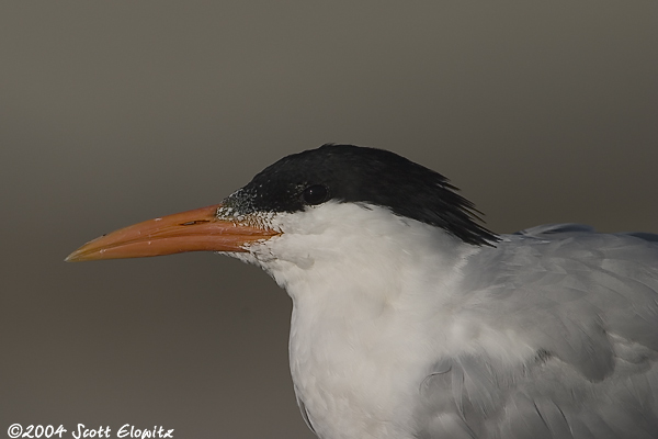 Royal Tern