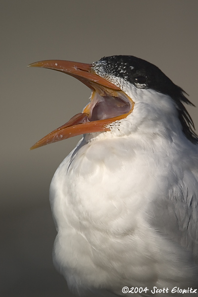 Royal Tern