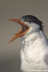 Royal Tern