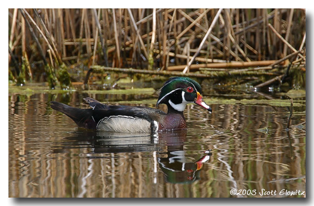 Wood Duck