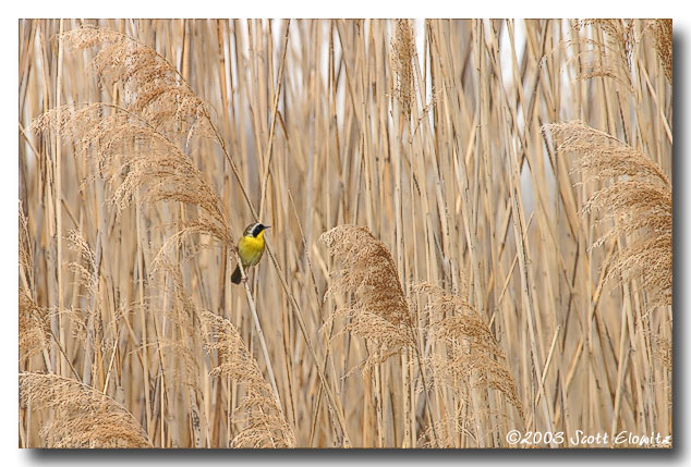 Common Yellowthroat