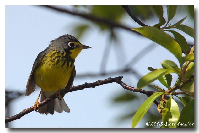 Canada Warbler