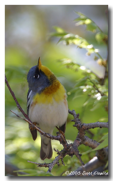 Northern Parula 