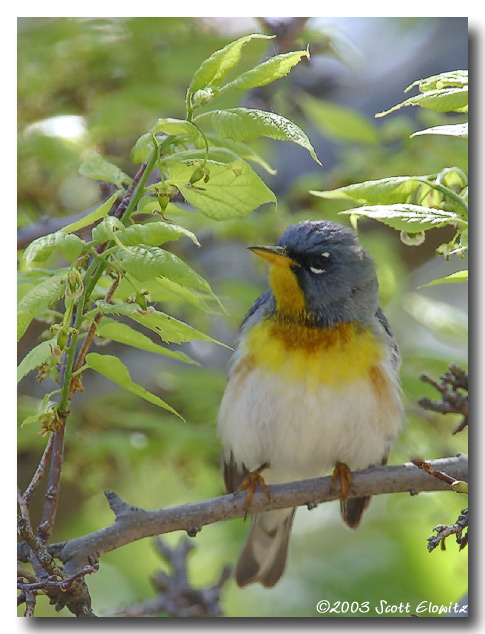 Northern Parula