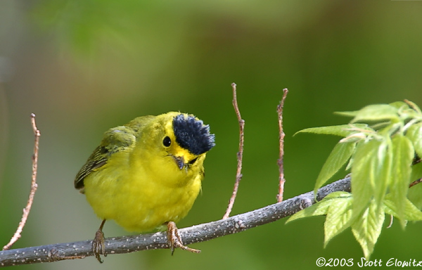 Wilson's Warbler