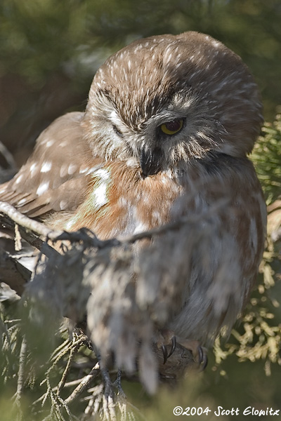 Northern Saw-whet Owl