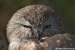 Northern Saw-whet Owl