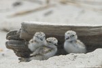 Piping Plover Chicks