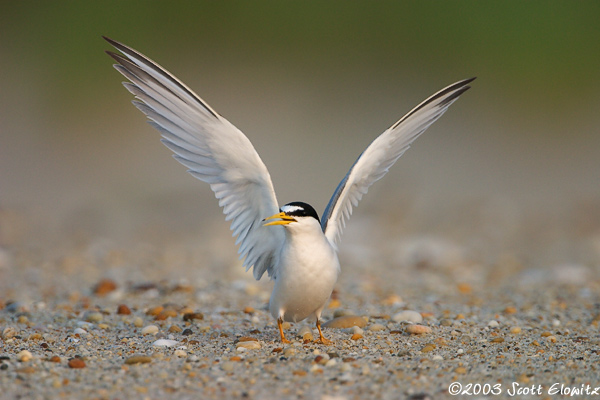 Least Tern