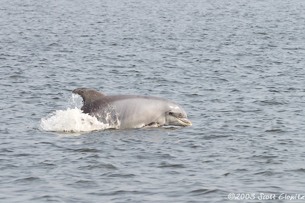 Bottlenose Dolphin