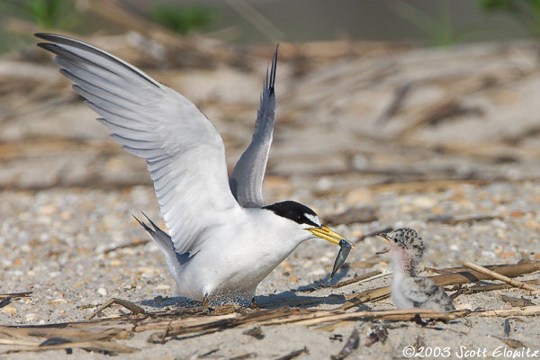 Least Tern feeding chick